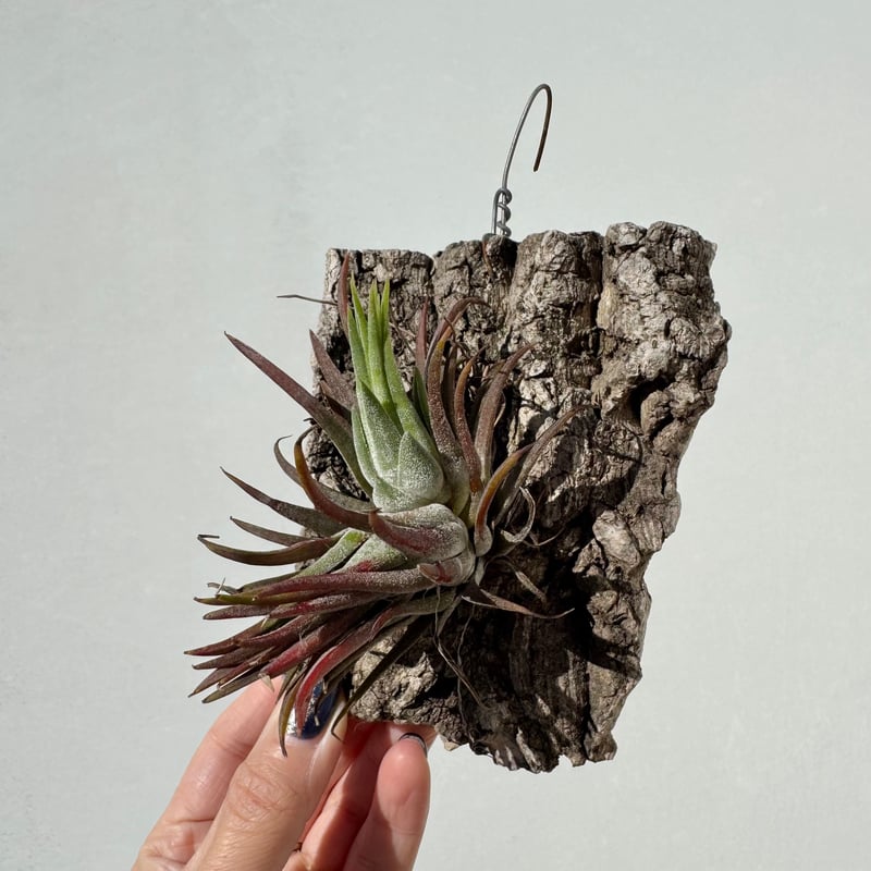 チランジア・イオナンタ | NINA