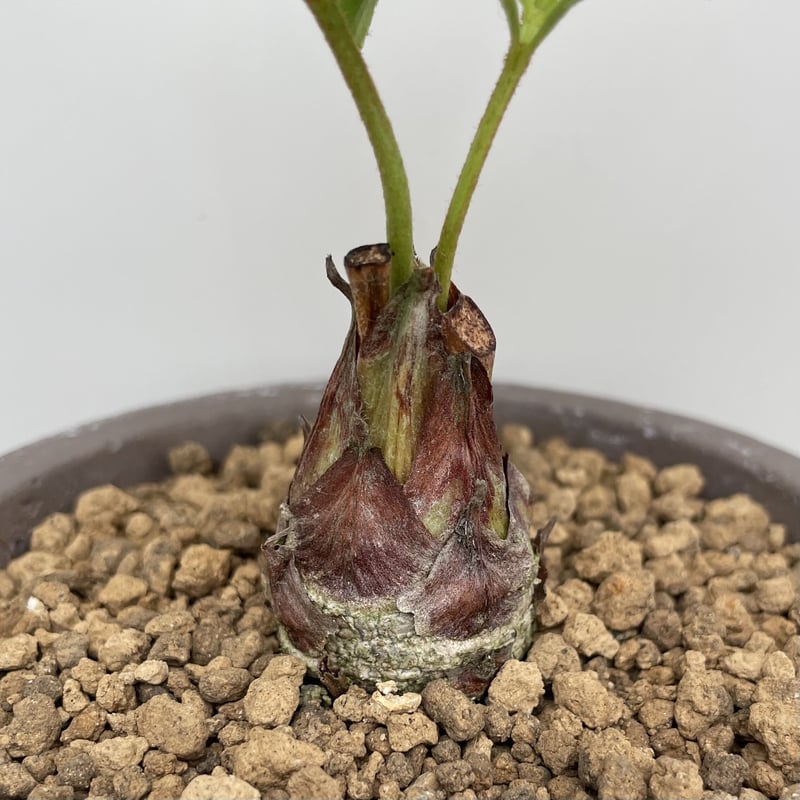 レア希少植物 ザミアプミラ 人気の2頭株 レア希少植物 ザミアプミラ 人気の2頭株 レア希少植物