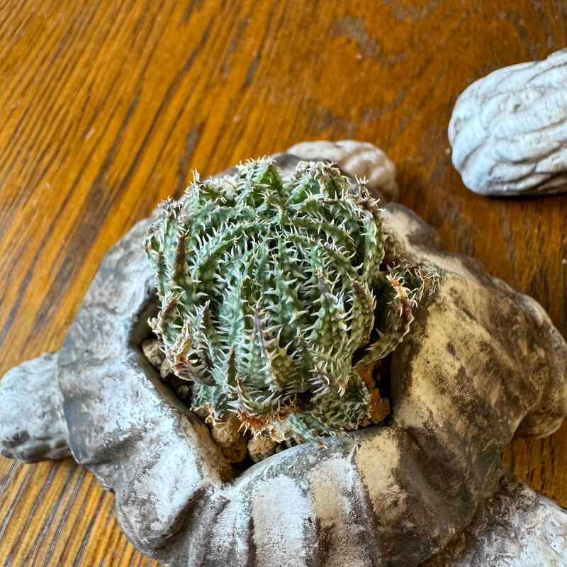 亀の親子【親亀】 | NINA