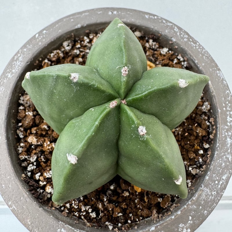 アストロフィツム・ランポー玉 | NINA