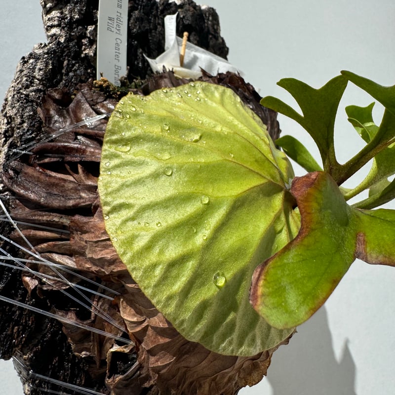 ビカクシダ・リドレイ | NINA