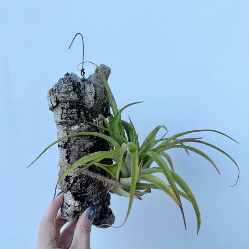 チランジア・カピタータ | NINA