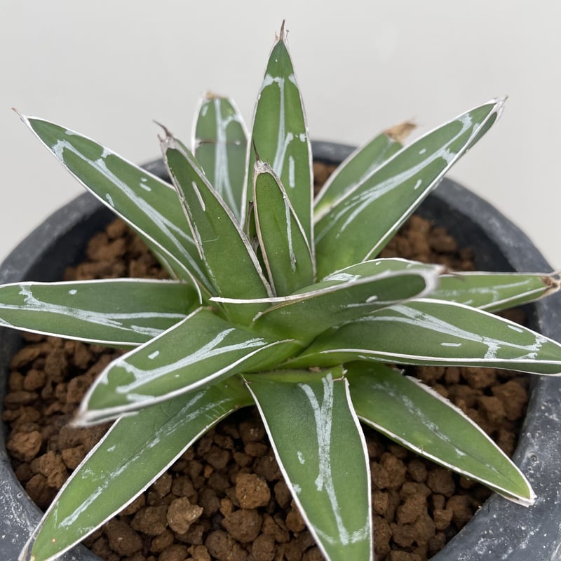 アガベ・笹の雪 | NINA