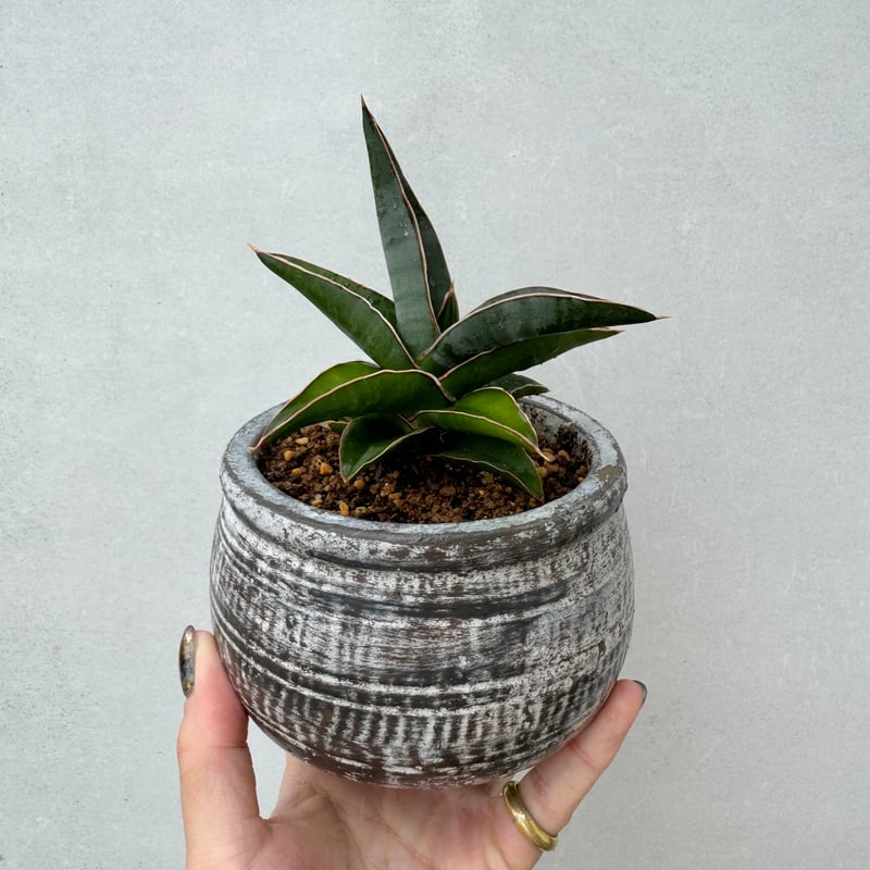 祥*作様 ブルーバット　超斑入り　サンスベリア　ロリダ　多肉植物　コーデックス 子株付き Sansevieria sp. 'Johannesburg' ロリダ Lav.23395