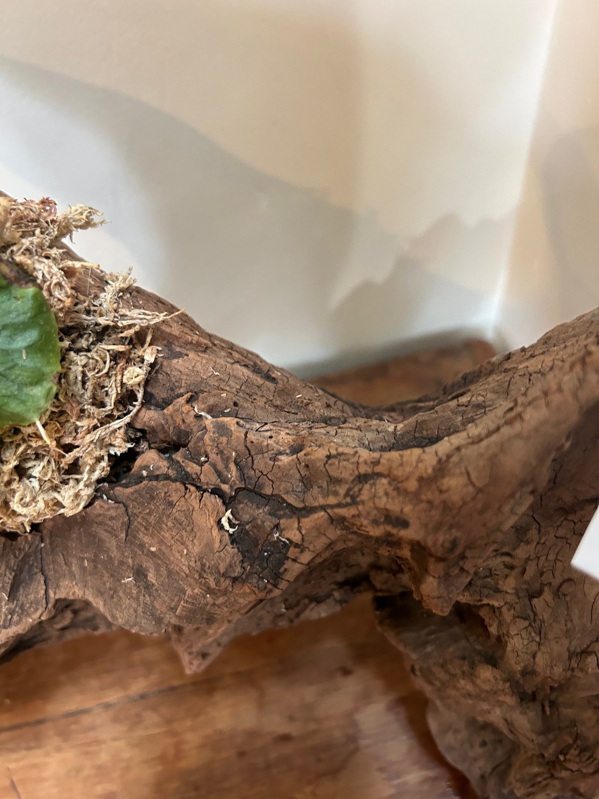 送料込】（現品）コウモリラン/プラティセリウムグランデ③/流木・板