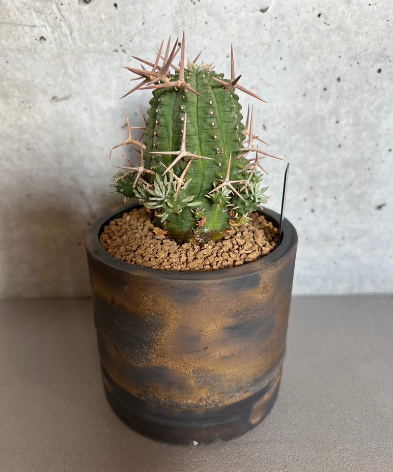 送料込】ユーフォルビア 群星冠 | Magnolia Online STORE