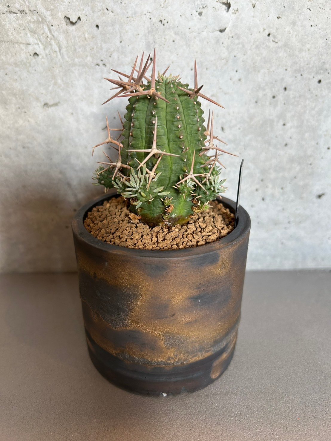 送料込】ユーフォルビア 群星冠 | Magnolia Online STORE