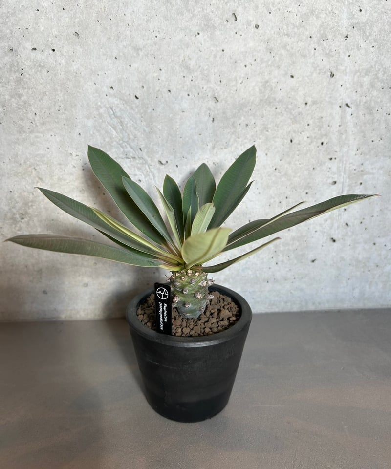 送料込】ユーフォルビア パキポディオイデス | Magnolia Online