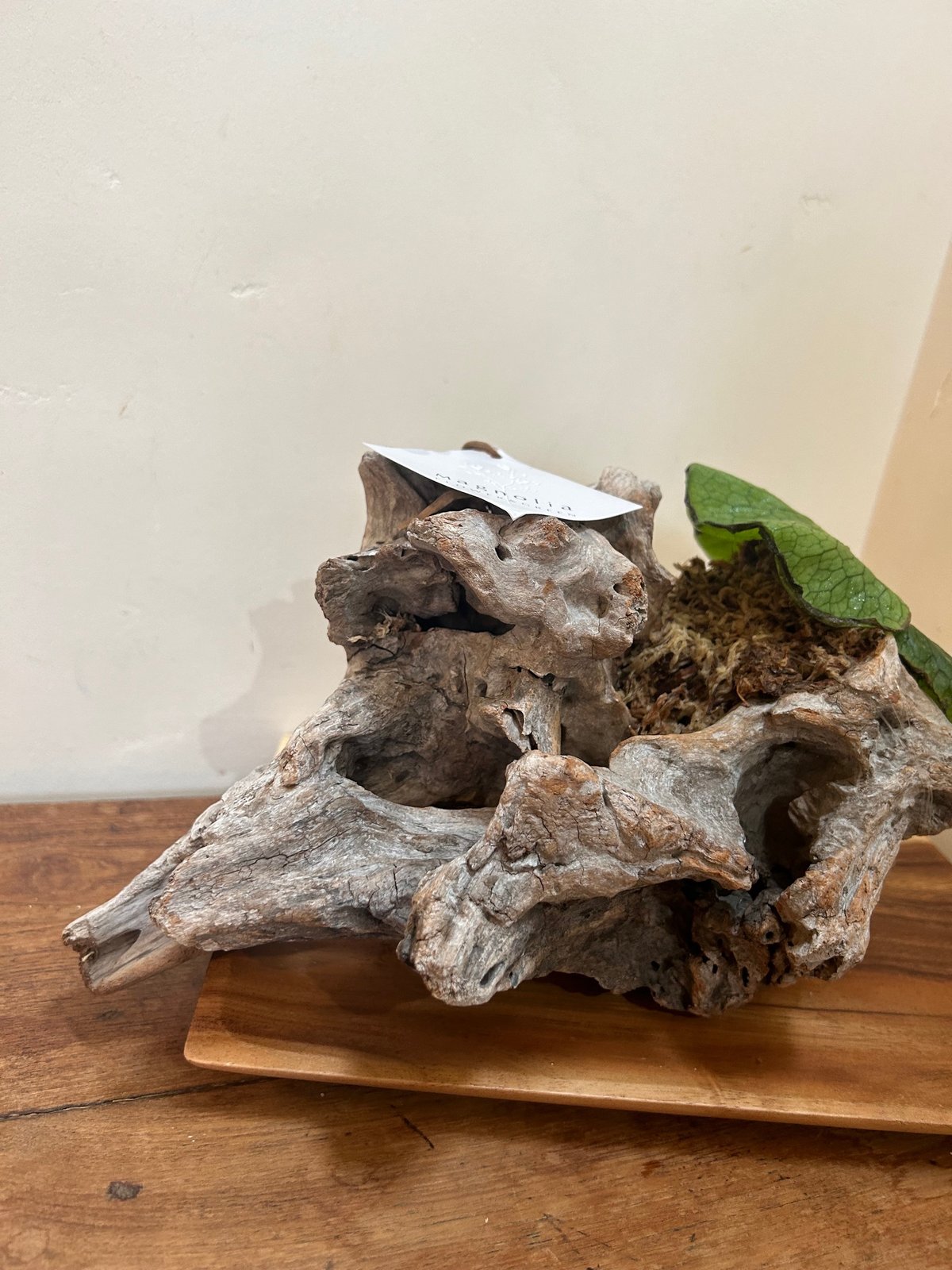 送料込】（現品）コウモリラン/プラティセリウムグランデ⑤/流木・板