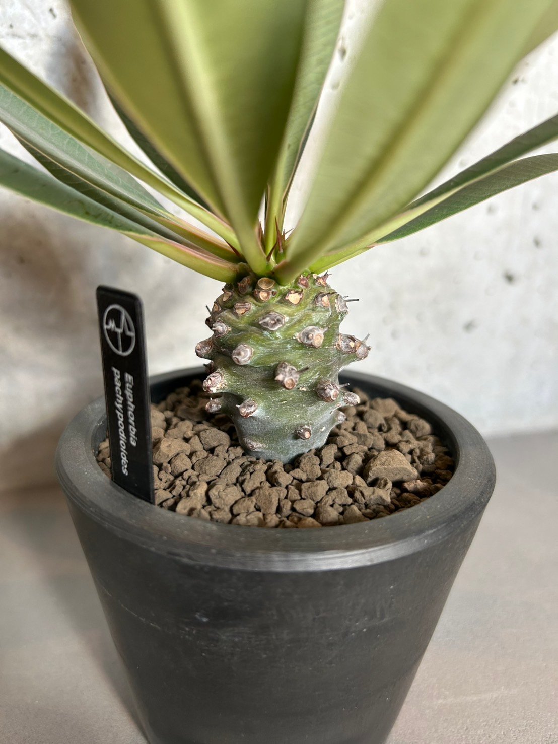 送料込】ユーフォルビア パキポディオイデス | Magnolia Online STORE