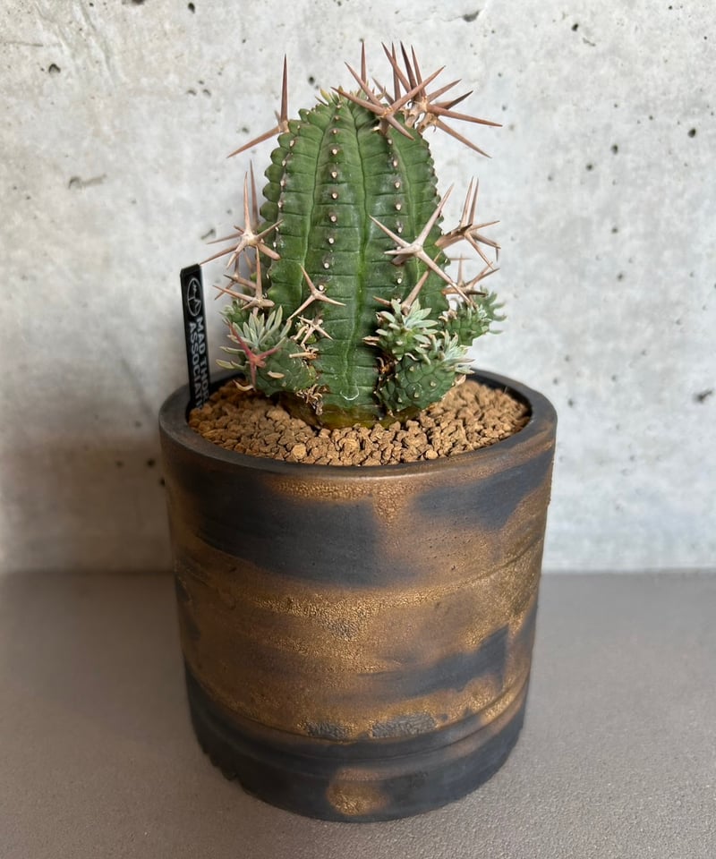 ユーフォルビア 群星冠　錦　2.5号 ユーフォルビア 群星冠 錦 2.5号 ユーフォルビア 群星冠 錦 2.5号