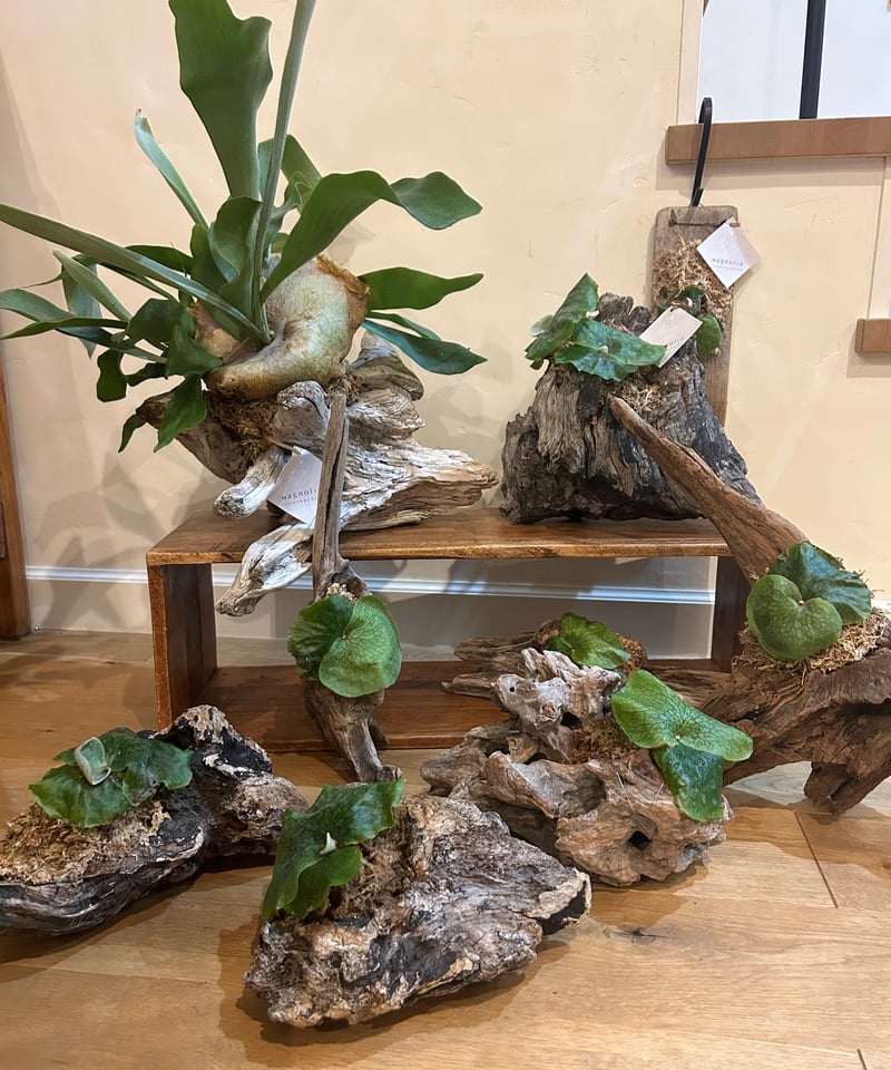 送料込】（現品）コウモリラン/プラティセリウムグランデ①/流木・板