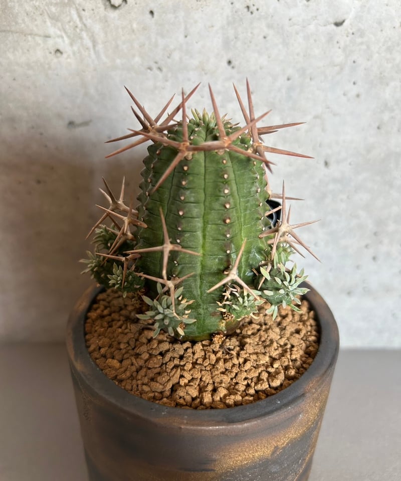 送料込】ユーフォルビア 群星冠 | Magnolia Online STORE