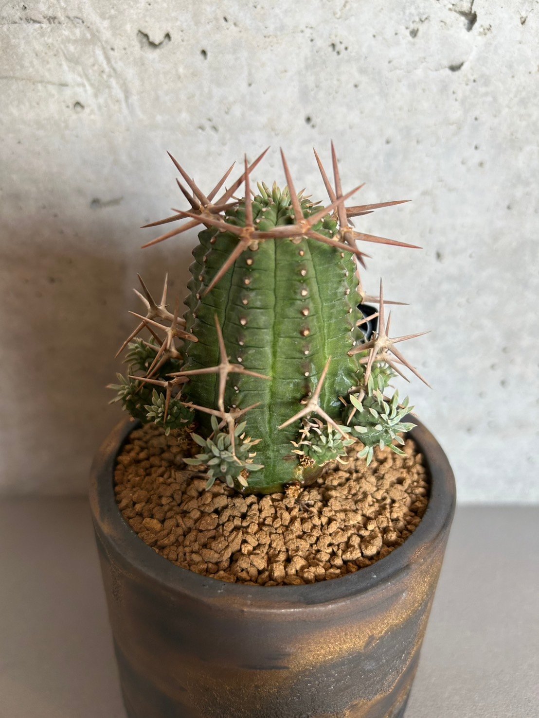 ユーフォルビア　大星群星冠　群生株　鉢付き　オス株 送料込】ユーフォルビア 群星冠 | Magnolia Online STORE