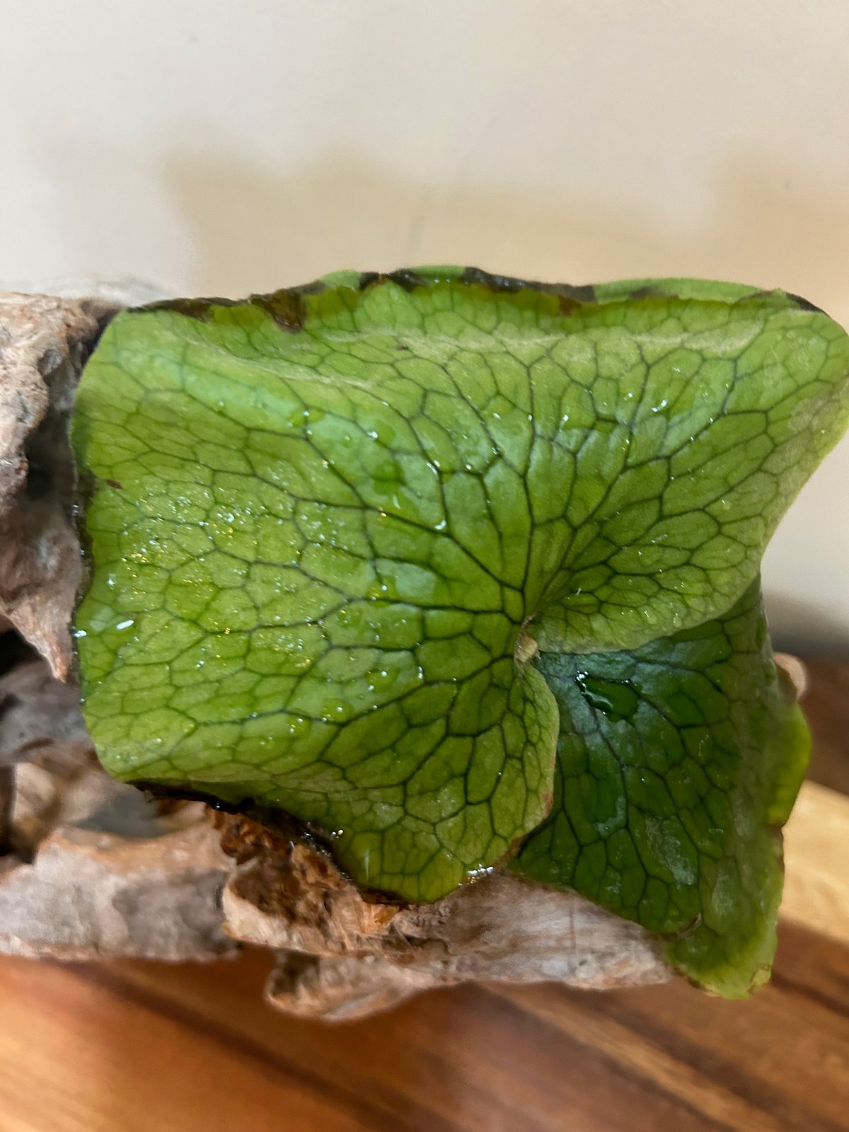 送料込】（現品）コウモリラン/プラティセリウムグランデ⑤/流木・板