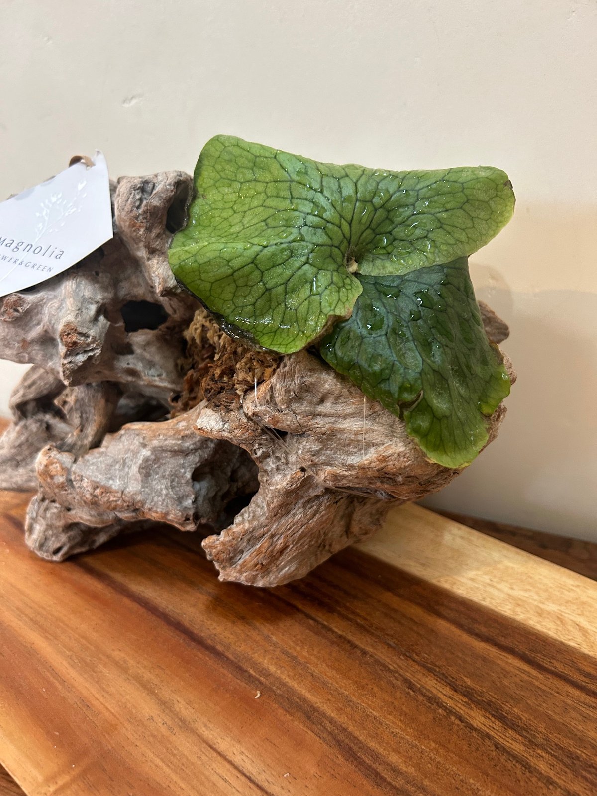 セール！プラチセリウム グランデ 原種木付き 観賞用植物 室内飾り