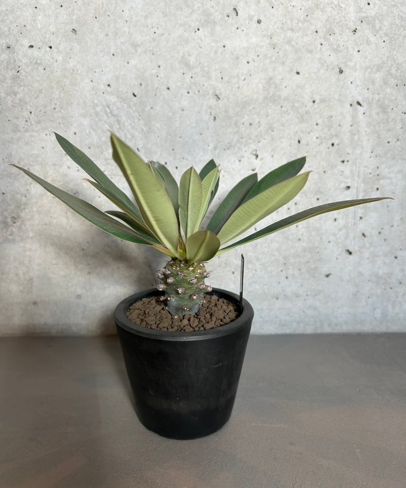 送料込】ユーフォルビア パキポディオイデス | Magnolia Online STORE