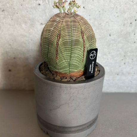 EUPHORBIA JOURNAL 1 ユーフォルビア 洋書 植物 インテリア EUPHORBIA JOURNAL 1 ユーフォルビア 洋書 植物 インテリア