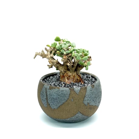 ケラリアピグマエア | STORES