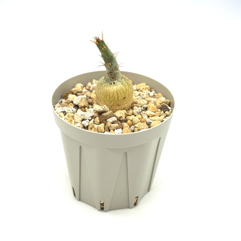 8月10日まで限定パキポデュウムサキュレンタム