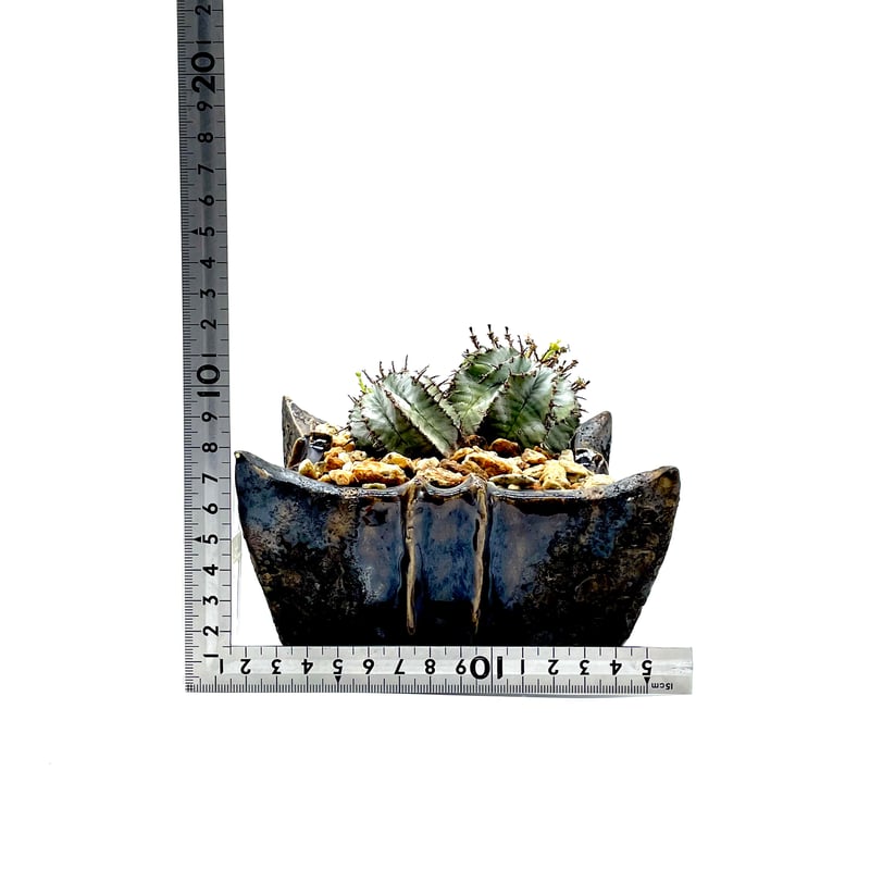 カリフォルニア産 ホリダ Agave Horrida from California】 人気ナンバーワンのアガベ