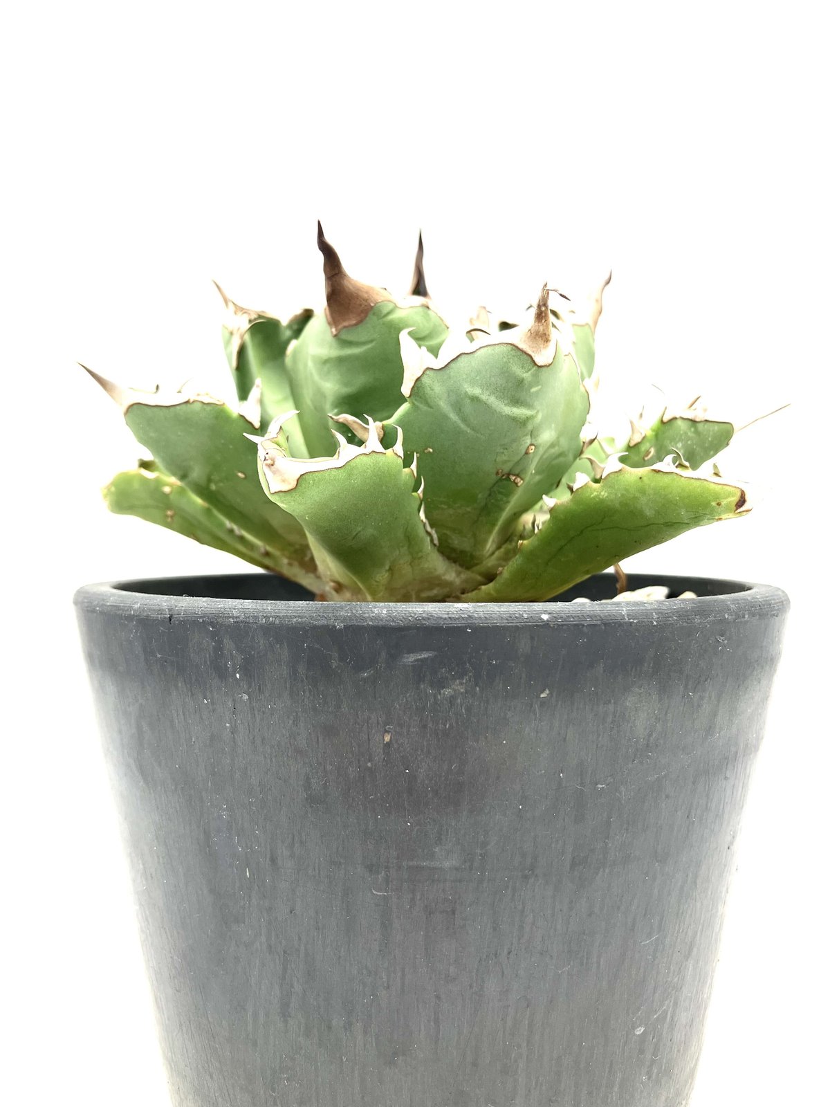 Agave titanota dwarf / アガベ チタノタ ミニマルドワーフ(No Agave titanota dwarf / アガベ チタノタ ミニマルドワーフ(No