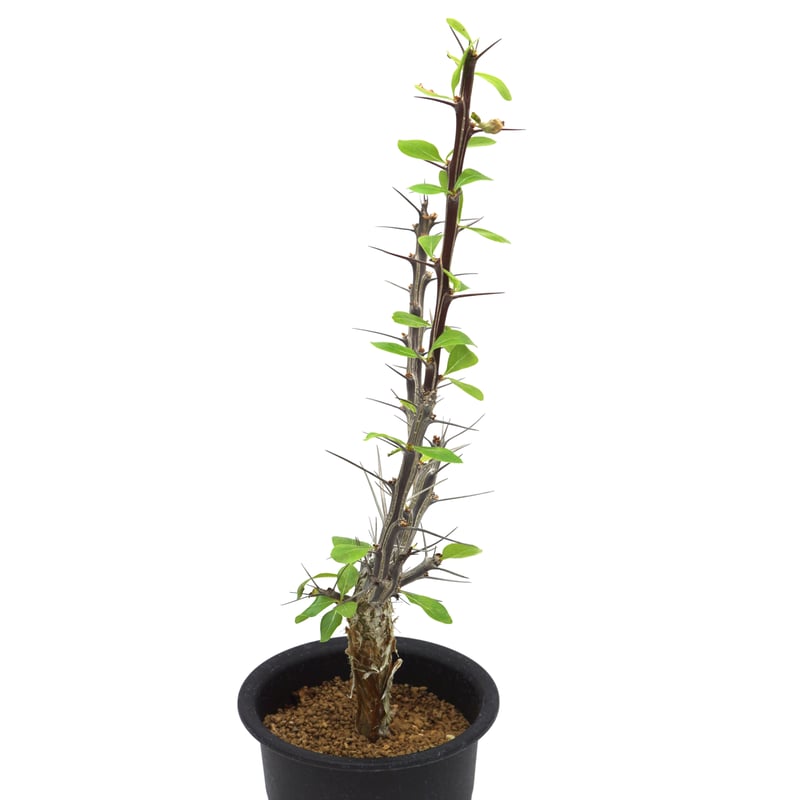 実生株 フォークイエリア マクドガリー レア種 Fouquieria 実生株 フォークイエリア マクドガリー レア種 Fouquieria