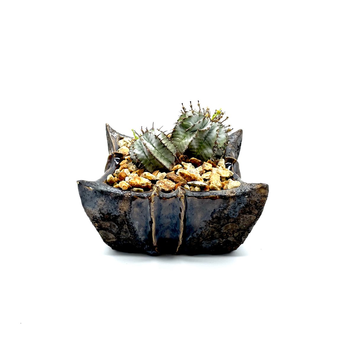 ユーフォルビア ホリダ (S562・P862) | LEO.