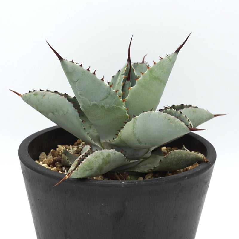 アガベ☆ブルーウェーブ 大株 Agave Blue Wave hybrid アガベ☆ブルーウェーブ Agave Blue Wave hybrid - メルカリ