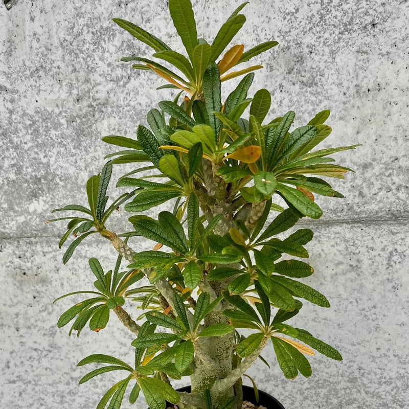Dorstenia gigas/ドルステニア・ギガス(No.294) | ＬＥＯ.