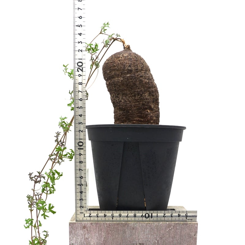 キフォステンマ　モンタグナッキー　塊根　発根済み　管理3年　鉢なしです。パキプス キフォステンマ モンタグナッキー 塊根 発根済み 管理3年 鉢なしです