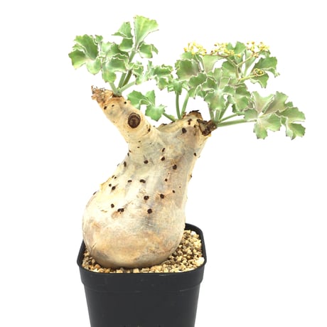 キフォステンマ・ベティフォルメ ナローリーフ（現地株、発根済） キ