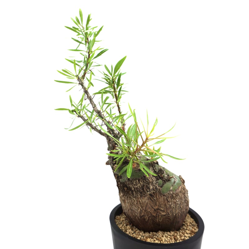 Fouquieria purpusii /フォークイエリア プルプシー（S130） | LEO.