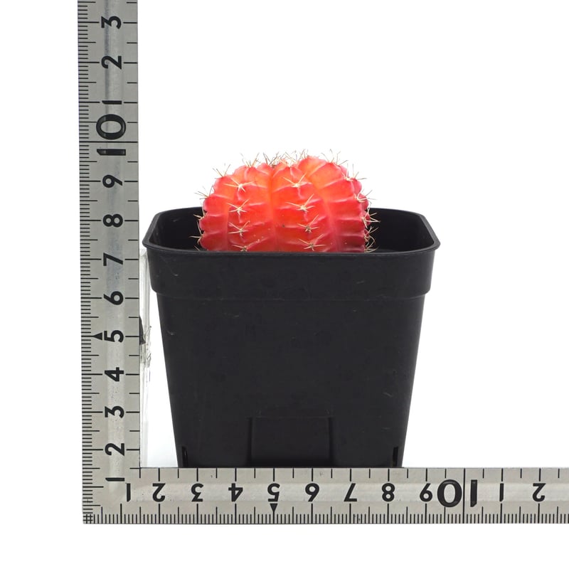 Gymnocalycium mihanovichii/ギムノカリキウム・ミハノビッチ斑入(No