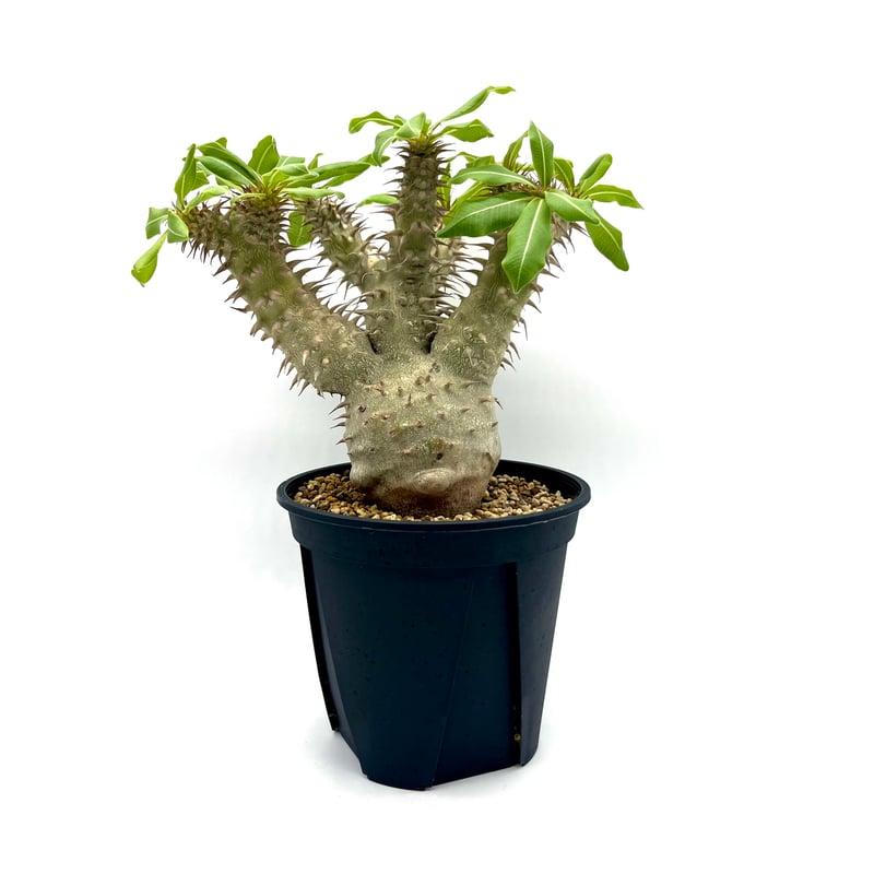 パキポディウム マカイエンセ (S860) | LEO.