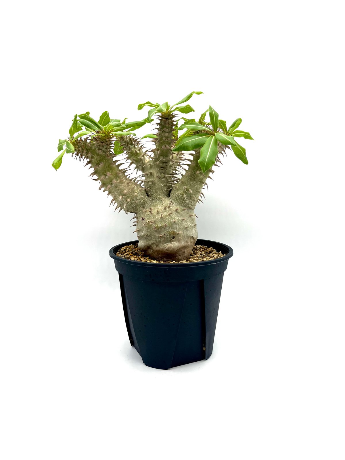 パキポディウム マカイエンセ (S860) | LEO.