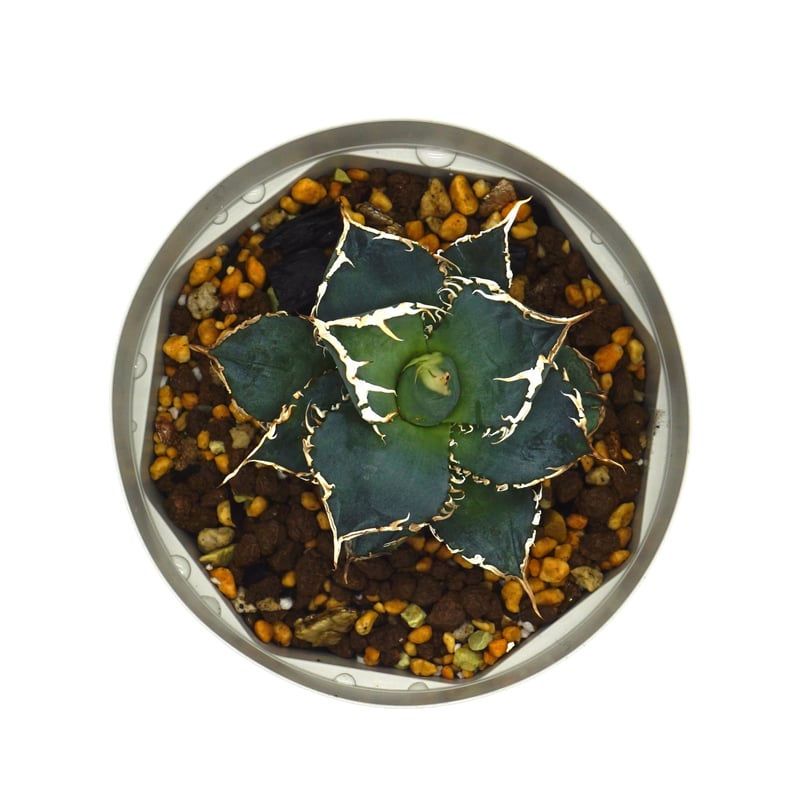 Agave oteroi noname /アガベオテロイノーネーム(A020) | LEO. Agave oteroi noname /アガベオテロイノーネーム(A020) | LEO.