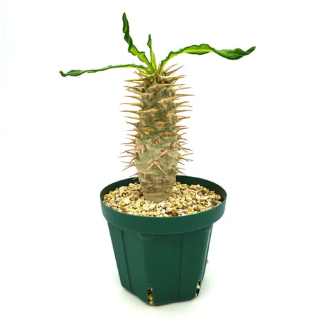 Pachypodium ambongenseアンボンゲンセ 種子25粒 パキポディウム Pachypodium ambongenseアンボンゲンセ 種子25粒 パキポディウム