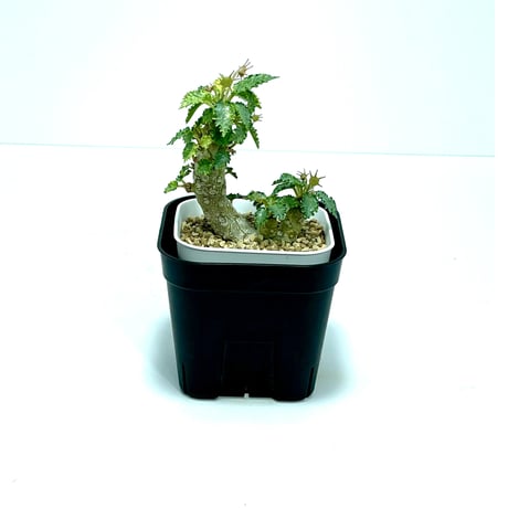 ドルステニアホルウッディ | STORES