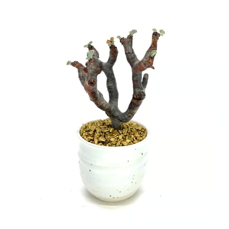 ⭐*︎様 62507発根済み早い者勝ち！ ベアルート株　ペラルゴニウム ミラビレ 340発根済み1年経過株 早い者勝ち！ ベアルート株 ペラルゴニウム