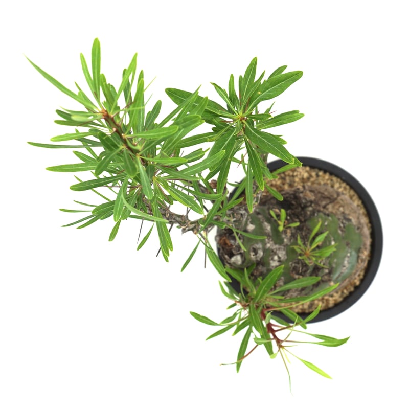 Fouquieria purpusii /フォークイエリア プルプシー(S130 Fouquieria purpusii /フォークイエリア プルプシー(S130