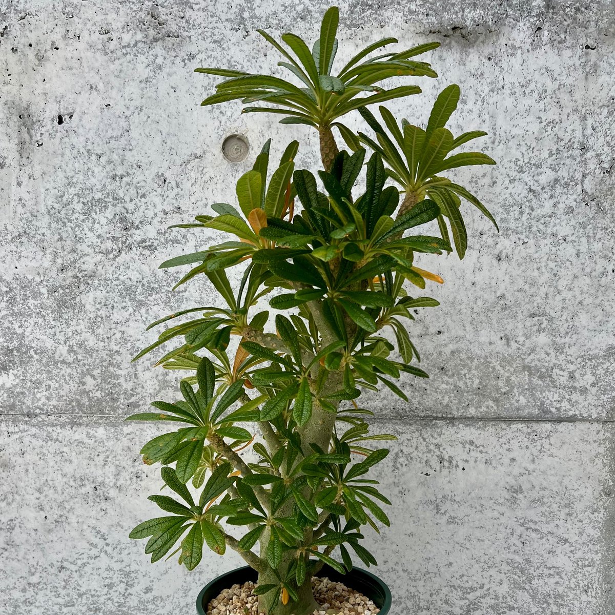 ドルステニア ギガス ドルステニア ギガス 20粒 【公式通販】