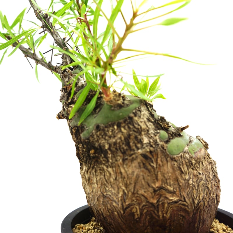 Fouquieria purpusii /フォークイエリア プルプシー(S130 Fouquieria purpusii /フォークイエリア プルプシー(S130