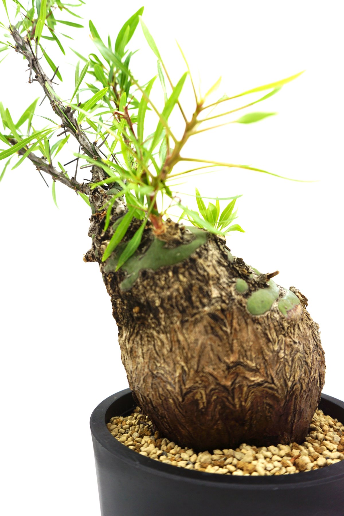 フォークイエリア プルプシー Fouquieria purpusii 超大株 Fouquieria purpusii /フォークイエリア プルプシー（S130