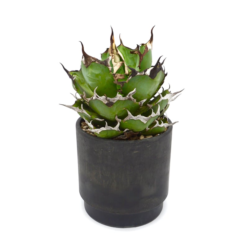 Agave titanota Hades/黒帝斯/ハデス(No.351) | LEO. Agave titanota Hades/黒帝斯/ハデス(No.351) | LEO.