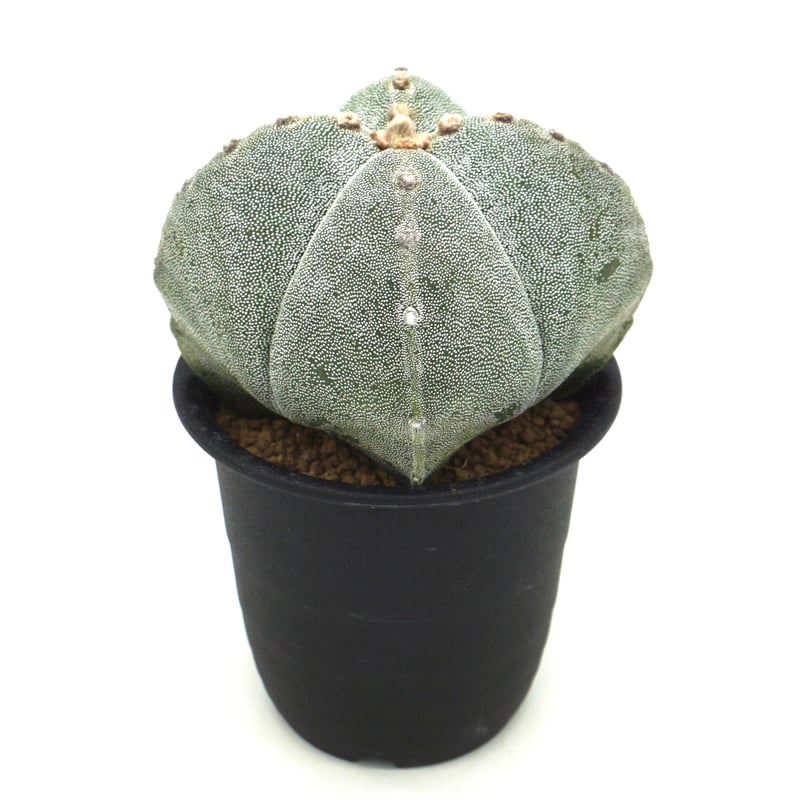 アストロフィツムカプトメデューサVM928 種子50粒