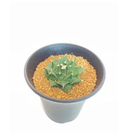 EMP オブレゴニウム 帝冠錦 実生 / CT735 EMP オブレゴニウム 帝冠錦 実生 / CT735