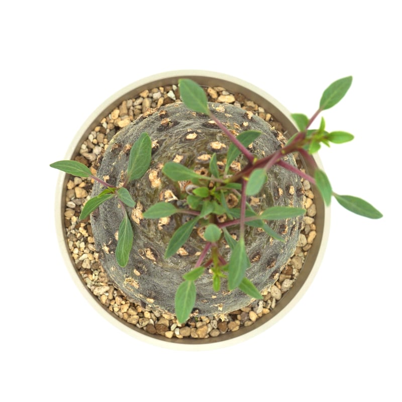 Fouquieria columnaris/フォークイエリア コルムナリス 観峰玉 Fouquieria columnaris/フォークイエリア コルムナリス 観峰玉