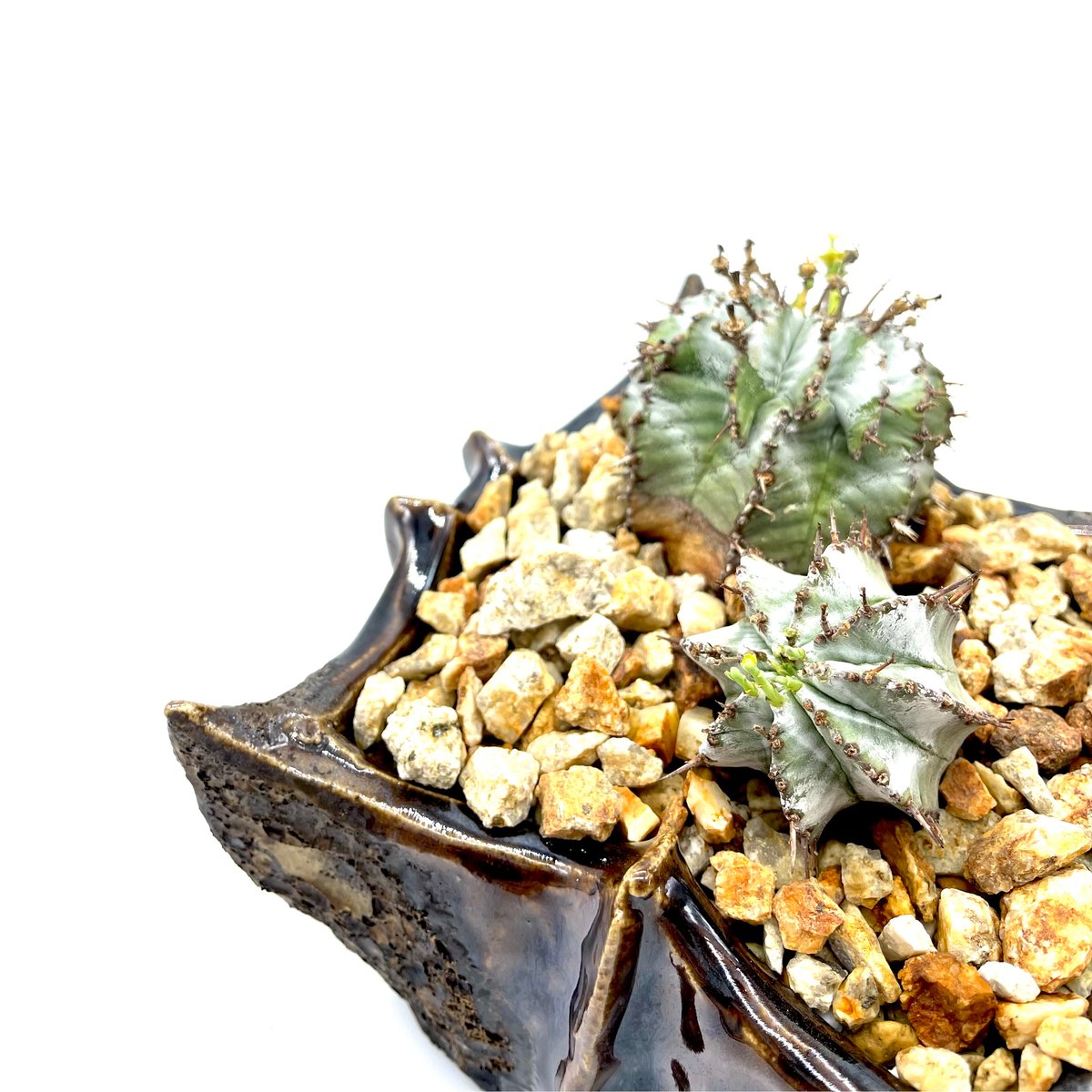 ユーフォルビア ホリダ (S562・P862) | LEO.