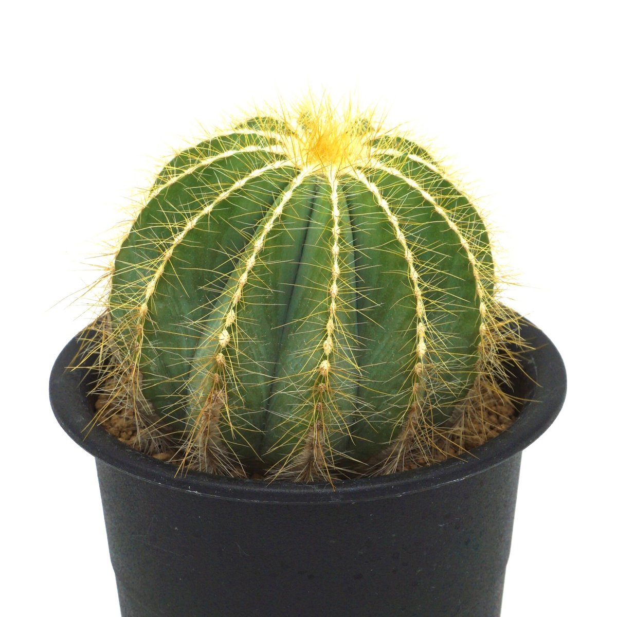 英冠丸 群生 エリオカクタス属 Eriocactus Magnificus Eriocactus magnificus/英冠丸（C029） | LEO.